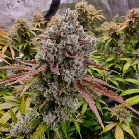 Rainbow Runtz > Philosopher Seeds